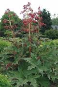 Rheum palmatum var tanguticum L